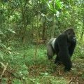 A rare photo of the Cross River gorilla, taken by a camera trap. © (...)