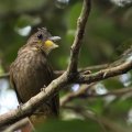 Le Bulbul crinon (Criniger barbatus) est endémique aux forêts guinéennes mais (...)