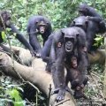 Une famille de Chimpanzé de l'ouest, Guinée. © WCF
