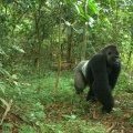 Une des rares photos de Gorille de Cross River, prise par une caméra-piège. (...)