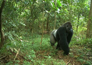 A rare photo of the Cross River gorilla, taken by a camera trap.