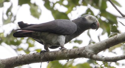Timneh parrot on Tiwai Island (Sierra Leone, Gola landscape).
