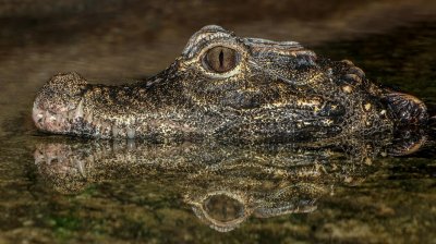 {Osteolaemus tetraspis} is a forest crocodile from Central and West Africa © H. Zell