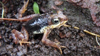 The Nimba viviparous toad