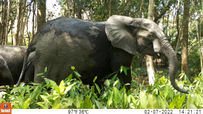 The forest elephant (Loxodonta cyclotis)