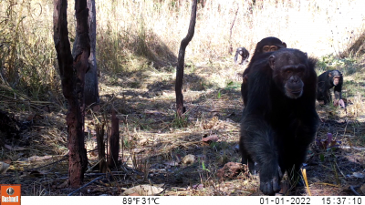 The West African chimpanzee (Pan Troglodytes verus)