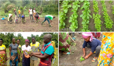 Different stages in the development of a demonstration plot.