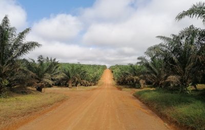 An oil palm plantation near Greenville, Liberia © M. Languy
