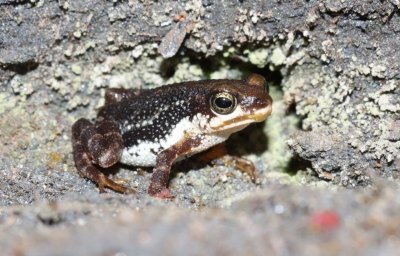 Mount Nimba viviparous toad, Mount Nimba Strict Nature Reserve, Guinea. © M. Languy