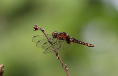{Hadrothemis defecta}, a typical member of the Anisoptera. It frequents the forests of West and Central Africa. © M. Languy