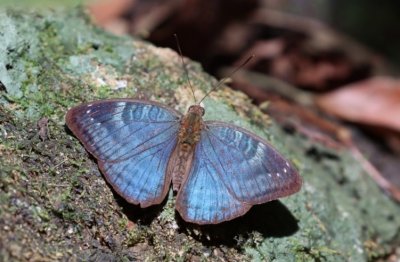 Another species endemic to Upper Guinea: {Euriphene veronica}, of the Nymphalidae family. © M. Languy