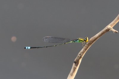 [fr]Avec son corps très fin et ses ailes repliées au repos, {Pseudagrion camerunense} est un représentant typique du sous-ordre des Demoiselles. On la retrouve surtout près des eaux stagnantes, parfois des rivières, dans les espaces ouverts des forêts, de la Sierra Leone au Gabon. © M. Languy[en]{Pseudagrion camerunense} is typical of the damselflies suborder with its very slender body and folded wings at rest. It is mostly found near stagnant water and sometimes rivers, in open areas of the forest, from Sierra Leone to Gabon. © M. Languy
