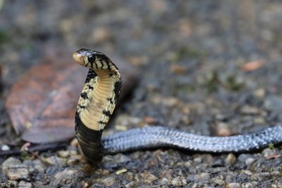 A young Black Forest Cobra ({Naja guineensis}), endemic to the forests of Upper Guinea. East Nimba Nature Reserve, Liberia. ©M. Languy