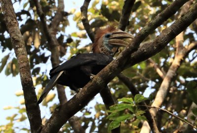 The Yellow-casqued wattled hornbill (here, a female in Gola NP, Liberia) is widespread in the large forests from western Cameroon to Casamance. © M. Languy