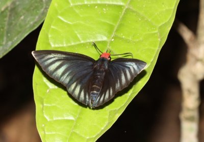 {Pyrrhochalcia} iphis (Hesperidae family) is a large species of skipper, living in forests from Sierra Leone to Gabon; here in Sapo National Park. © M. Languy