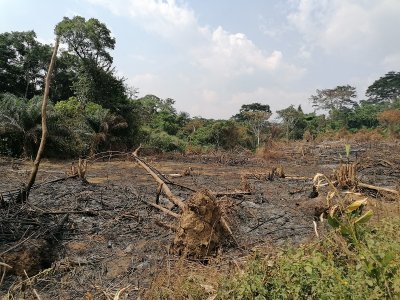 An example of slash-and-burn agriculture, Gba Community Forest, Liberia © M. Languy