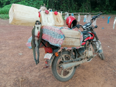 A lesser spot-nosed monkey poached in Grebo-Krahn National Park and on its way to be sold in town. © M. Languy