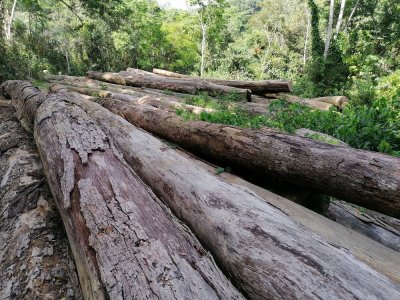 Mechanised logging in the heart of the Gba Community Forest, Mount Nimba Landscape. © M. Languy
