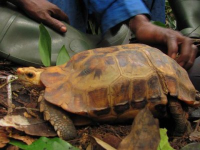 {Kinixys erosa} is a fairly large land tortoise, typical of the forests of West and Central Africa. © Lieven Devreese