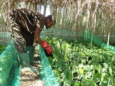 Entretien de la pépinière à Owom Jite / Nursery Maintenance