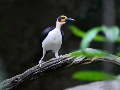 The superb yellow-headed picathartes © N. Borrow