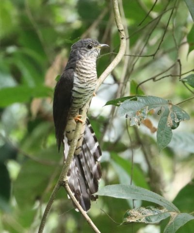 Olive long-tailed cuckoo in the lowland forest of the East Nimba Nature Reserve, Liberia. © M. Languy