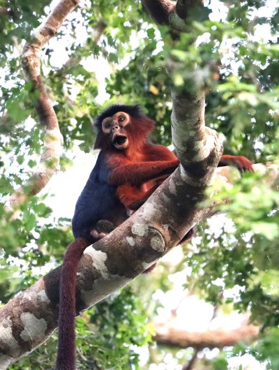 The West African Red Colobus