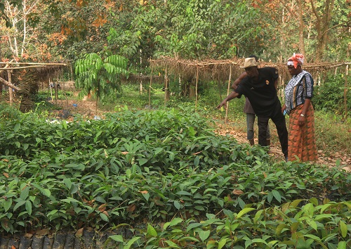 <multi>[fr] Cisco et Aminata Quédraojo à la pépinière Tranti Totti Tree de Gahably [en] Cisco and Aminata Ouédraogo at the Trantie Troti tree nursery site in Gahably</multi>