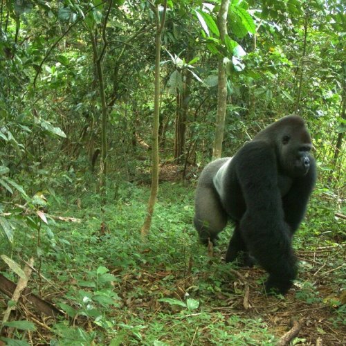 Une des rares photos de Gorille de Cross River, prise par une caméra-piège. © WCS