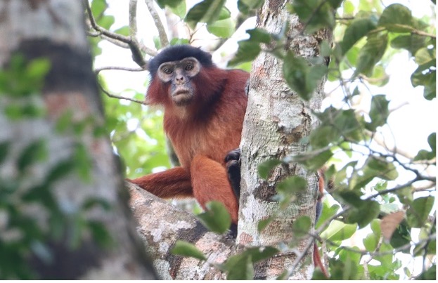 Colobe Bai d'Afrique Occidentale (Piliocolobus badius), Tiwai island