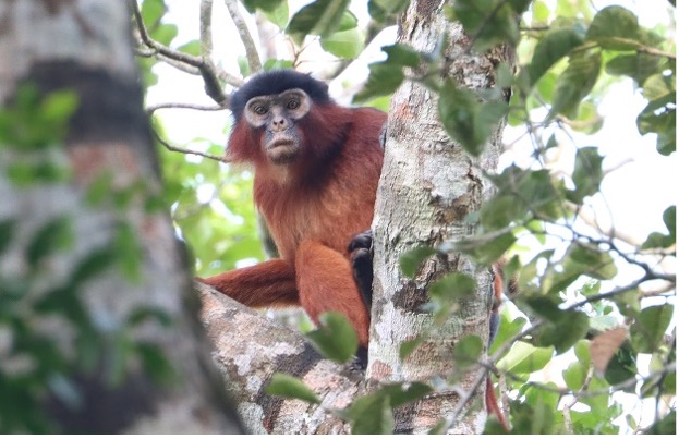  Colobe Bai d'Afrique Occidentale (Piliocolobus badius), Tiwai island